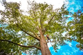 How Our Tree Care Process Works  in  Acworth, GA