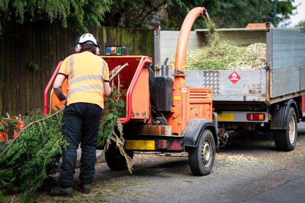 Acworth, GA Tree Care Services Company