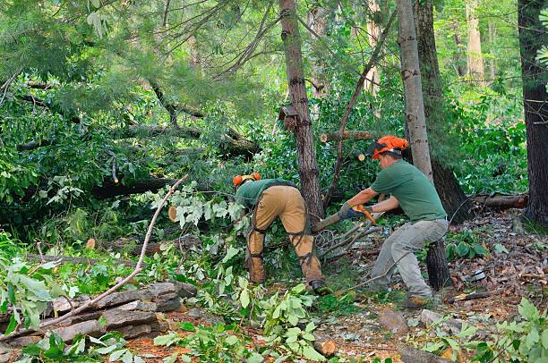 Best Hazardous Tree Removal  in Acworth, GA